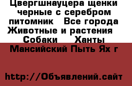 Цвергшнауцера щенки черные с серебром питомник - Все города Животные и растения » Собаки   . Ханты-Мансийский,Пыть-Ях г.